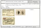 Karteikarte zum Holotyp von Quinqueloculina seccans Karrer, 1878